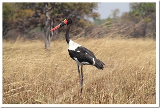 クラハシコウ (Saddle Billed Storck) クラハシコウ (Saddle Billed Storck)