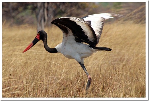 クラハシコウ (Saddle Billed Storck) クラハシコウ (Saddle Billed Storck)