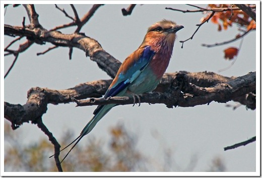 ライラックニシブッポウソウ(Lilac-breasted Roller) ライラックニシブッポウソウ(Lilac-breasted Roller)