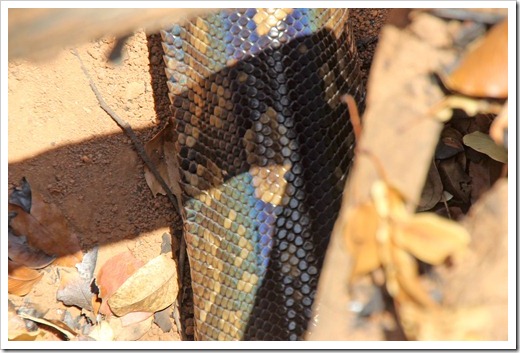 アフリカニシキヘビ(Python sebae) アフリカニシキヘビ(Python sebae)