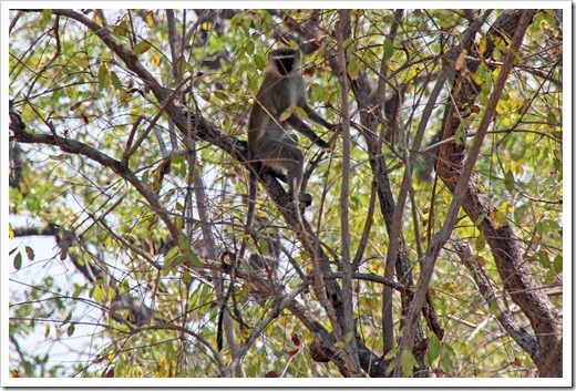 ベルベットモンキー(Vervet Monkey) ベルベットモンキー(Vervet Monkey)
