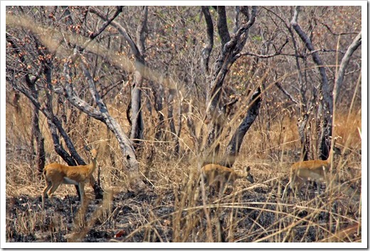 グレーダイカー(Grey duiker) グレーダイカー(Grey duiker)
