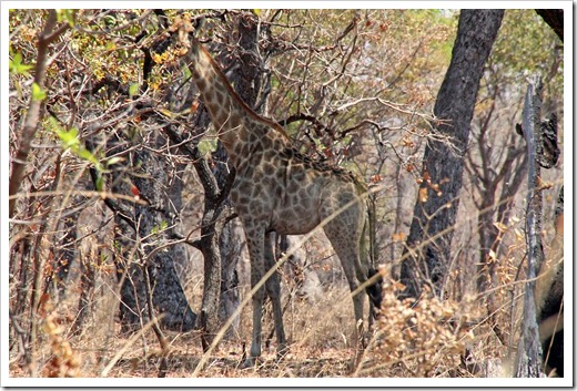 キリン(Giraffe) キリン(Giraffe)