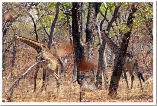 キリン(Giraffe) キリン(Giraffe)
