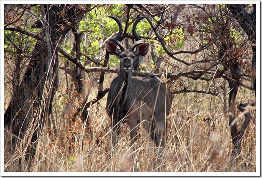 グレーター・クーズー(Greater kudu) グレーター・クーズー(Greater kudu)