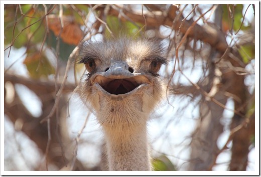 ダチョウ(Common Ostrich) ダチョウ(Common Ostrich)