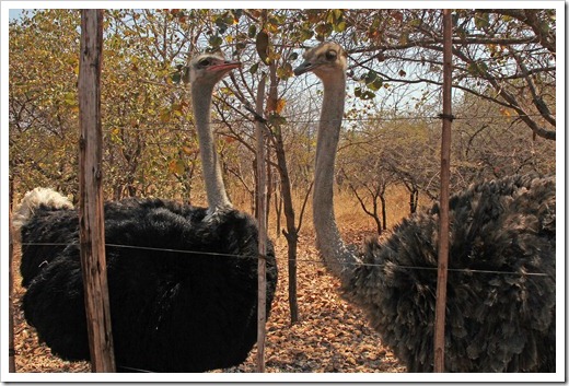 ダチョウ(Common Ostrich) ダチョウ(Common Ostrich)