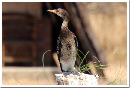 アフリカコビトウ(Reed Cormorant) アフリカコビトウ(Reed Cormorant)