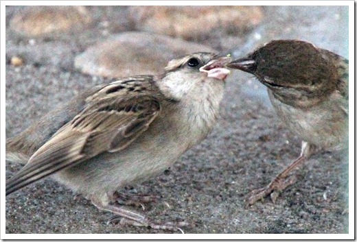 イエスズメ(House Sparrow) イエスズメ(House Sparrow)