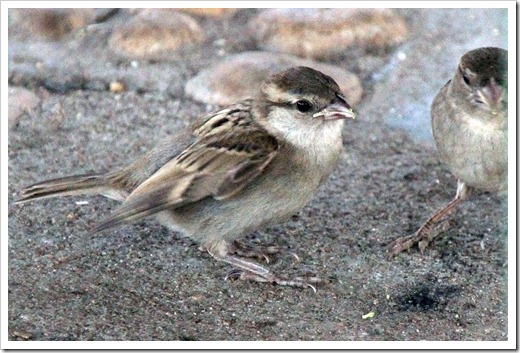 イエスズメ(House Sparrow) イエスズメ(House Sparrow)