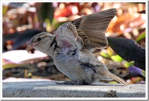 イエスズメ(House Sparrow) イエスズメ(House Sparrow)