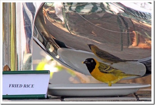 コメンハタオリドリ(Lesser Maked Weaver) コメンハタオリドリ(Lesser Maked Weaver)