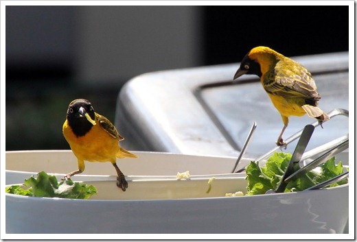 コメンハタオリドリ(Lesser Maked Weaver) コメンハタオリドリ(Lesser Maked Weaver)