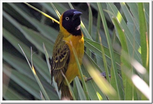 コメンハタオリドリ(Lesser Maked Weaver) コメンハタオリドリ(Lesser Maked Weaver)