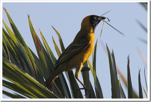 コメンハタオリドリ(Lesser Maked Weaver) コメンハタオリドリ(Lesser Maked Weaver)