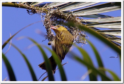 コメンハタオリドリ(Lesser Maked Weaver) コメンハタオリドリ(Lesser Maked Weaver)