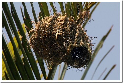 コメンハタオリドリ(Lesser Maked Weaver) コメンハタオリドリ(Lesser Maked Weaver)