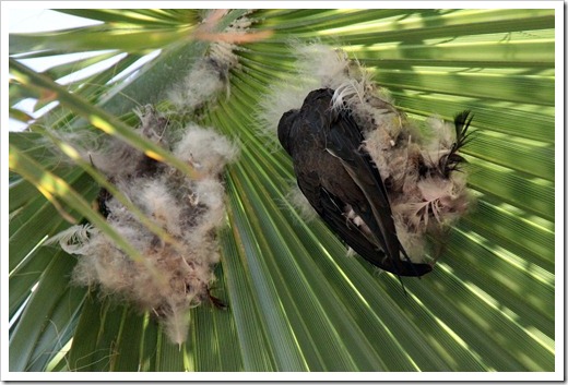 ヤシアマツバメ(African Palm-Swift) ヤシアマツバメ(African Palm-Swift)