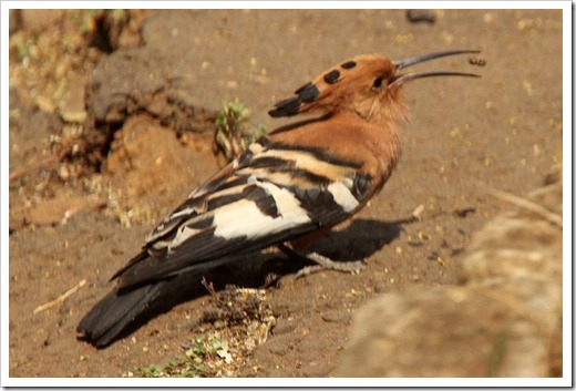 アフリカヤツガシラ (African Hoopoe) アフリカヤツガシラ (African Hoopoe)