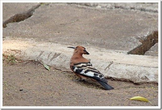 アフリカヤツガシラ (African Hoopoe) アフリカヤツガシラ (African Hoopoe)