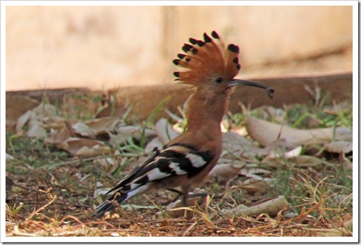 アフリカヤツガシラ (African Hoopoe) アフリカヤツガシラ (African Hoopoe)