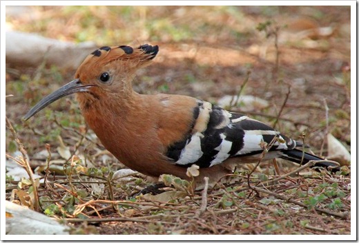 アフリカヤツガシラ (African Hoopoe)