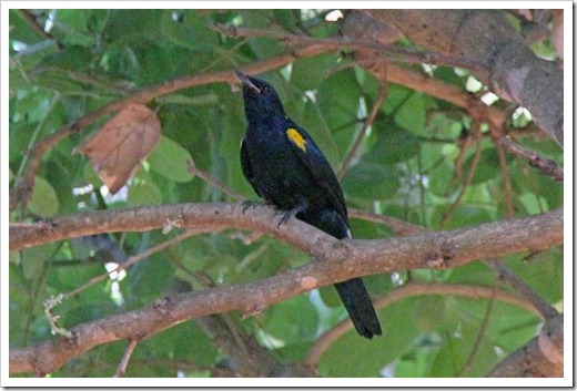 アフリカクロサンショウクイ(Black Cuckooshrike) アフリカクロサンショウクイ(Black Cuckooshrike)