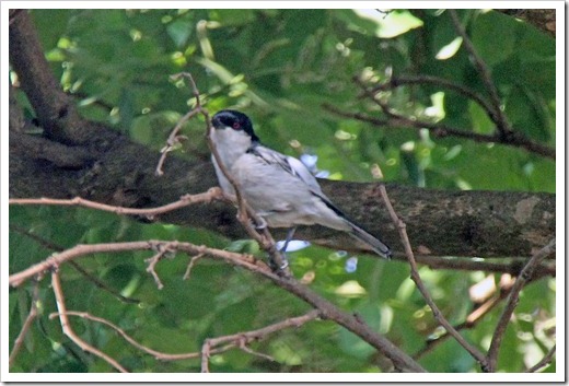 セグロフクレヤブモズ (Black-backed Puffback) セグロフクレヤブモズ (Black-backed Puffback)