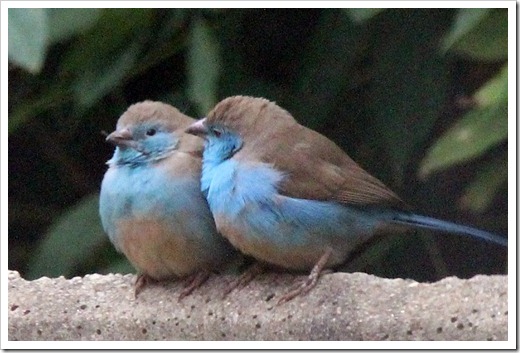 フナシセイキチョウ (Blue Waxbill) フナシセイキチョウ (Blue Waxbill)