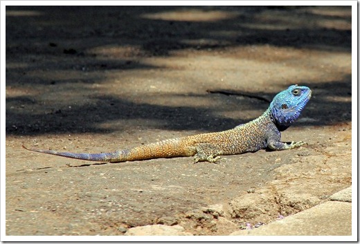 ブルーヘッドツリーアガマ (Blue-headed Tree Agama) ブルーヘッドツリーアガマ (Blue-headed Tree Agama)