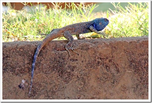 ブルーヘッドツリーアガマ (Blue-headed Tree Agama) ブルーヘッドツリーアガマ (Blue-headed Tree Agama)