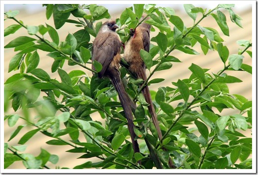 チャイロネズミドリ (Speckled Mousebird) チャイロネズミドリ (Speckled Mousebird)