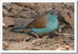 フナシセイキチョウ (Blue Waxbill) 自宅付近 フナシセイキチョウ (Blue Waxbill) 自宅付近