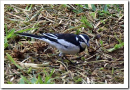 ハジロハクセキレイ (African Pied Wagtail) ハジロハクセキレイ (African Pied Wagtail)